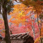 嵐山でいただく紅葉で色づいた季節を楽しみながらのお食事について