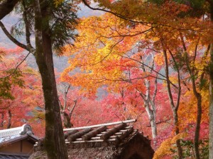 嵐山でいただく紅葉で色づいた季節を楽しみながらのお食事について