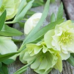 寒さに強くて可愛いクリスマスローズの上手な育て方を解説