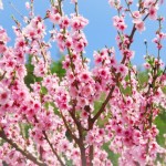 ひな祭りに桃の花を飾る意味ってなんでしょう?
