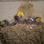 ツバメの巣のカラス対策の方法はどうすればいいのでしょうか?
