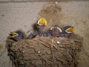 ツバメの巣のカラス対策の方法はどうすればいいのでしょうか?
