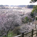 水戸の偕楽園の梅まつりの見頃はいつ?駐車場はとめられる?