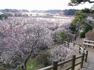 水戸の偕楽園の梅まつりの見頃はいつ?駐車場はとめられる?