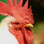 鳥インフルエンザで殺処分になる理由ってなぜ?もう治らないの?