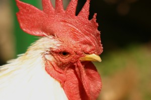 鳥インフルエンザで殺処分になる理由ってなぜ？もう治らないの？