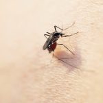 蚊に刺されない方法ってあるのだろうか?かゆくて困るんですけど