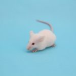 ネズミの駆除方法はどうすればいい？ガリガリカタカタうるさいんです