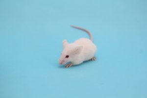 ネズミの駆除方法はどうすればいい?ガリガリカタカタうるさいんです