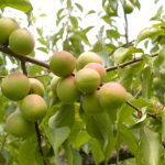 梅ジュース 泡が出たらどうするの？失敗？もう飲めない？