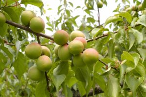 梅ジュース 泡が出たらどうするの？失敗？もう飲めない？