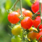 ミニトマトに含まれる栄養と効果にはどんなものがある?
