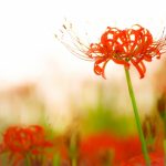 彼岸花にある毒の場所ってどこの部分にあるのだろう?その影響は?