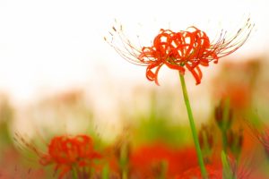 彼岸花にある毒の場所ってどこの部分にあるのだろう？その影響は？