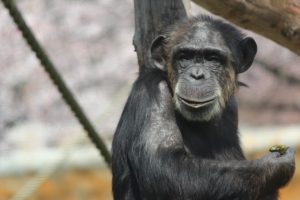 チンパンジーの握力ってどのくらいあるの？なぜ人より強いの？
