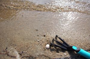 潮干狩りの期間はどれくらいまでですか？いつからいつまで可能？