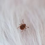 部屋のダニ対策はどうしていますか？掃除したが不安です