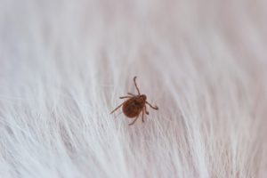 部屋のダニ対策はどうしていますか?掃除したが不安です