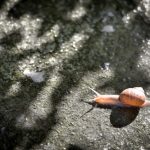 カタツムリの食べ物ってなんだろう?どうやって探して食べるの?