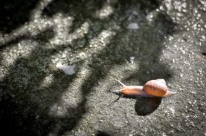 カタツムリの食べ物ってなんだろう？どうやって探して食べるの？